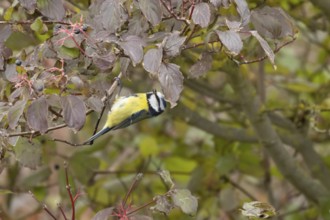 Blue tit (Cyanistes caeruleus) adult garden bird on a dogwood tree with autumn colour leaves,