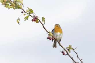 European robin (Erithacus rubecula) adult garden bird on a tree branch, England, United Kingdom