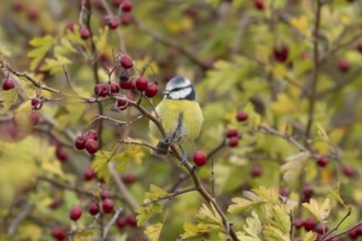 Blue tit (Cyanistes caeruleus) adult garden bird on a Hawthorn tree with autumn colour leaves and