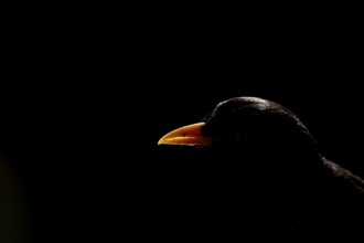 Eurasian blackbird (Turdus merula) adult male garden bird head portrait backlit, England, United