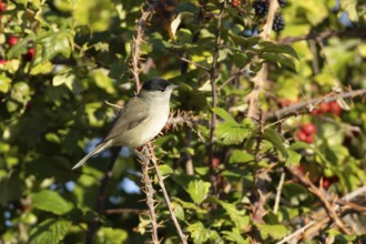 Blackcap (Sylvia atricapilla) adult male bird in a hedgerow, England, United Kingdom