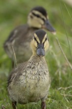 Mallard duck (Anas platyrhynchos) juvenile baby duckling on grassland, England, United Kingdom