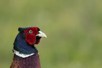 Common pheasant (Phasianus colchicus) adult male game bird head portrait, England, United Kingdom