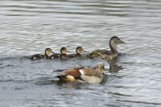 Mallard duck (Anas platyrhynchos) adult female bird and three juvenile baby ducklings on the water