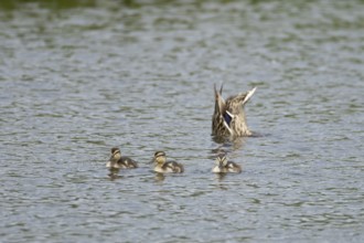 Mallard duck (Anas platyrhynchos) adult female bird and three juvenile baby ducklings on the water