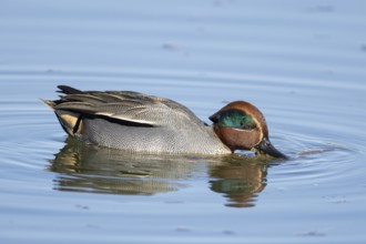 Common teal duck (Anas crecca) adult male bird feeding on the water surface of a lake, England,
