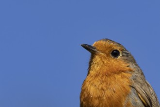 European robin (Erithacus rubecula) adult garden bird head portrait, England, United Kingdom