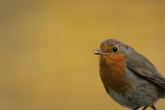 European robin (Erithacus rubecula) adult garden bird singing, England, United Kingdom