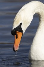 Mute swan (Cygnus olor) adult bird on the water surface of a lake, England, United Kingdom