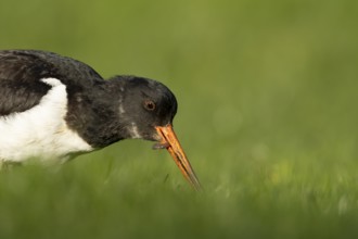 Eurasian oystercatcher (Haematopus ostralegus) adult wader bird feeding on a worm on grassland,