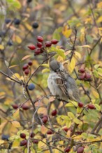 House sparrow (Passer domesticus) adult male bird preening in a hedgerow amongst autumn leaves and