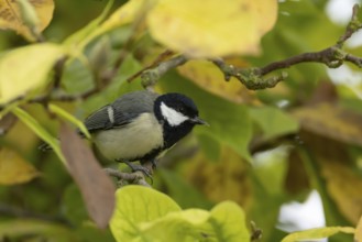 Great tit (Parus major) adult garden bird on a magnolia tree with autumn colour leaves, England,