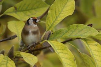 European goldfinch (Carduelis carduelis) adult garden bird on a magnolia tree with autumn colour