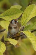 European goldfinch (Carduelis carduelis) adult garden bird on a magnolia tree with autumn colour