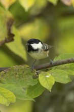Coal tit (Periparus ater) adult garden bird on a magnolia tree with autumn colour leaves, England,