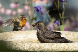 Eurasian blackbird (Turdus merula) adult female garden bird bathing in a bird bath, England, United
