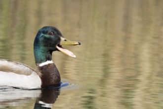 Mallard duck (Anas platyrhynchos) adult male bird quacking or calling on the water surface of a