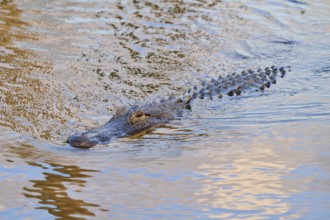 An alligator swimming just below the water surface and approaching, American Alligator (Alligator