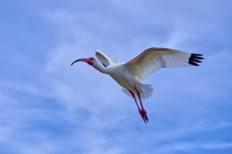 A bird flies majestically in the clear blue sky with outstretched wings, Snowy Ibis (Eudocimus