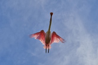 Roseate spoonbill from below in the air, pink wings pointing against a cloudy sky, roseate