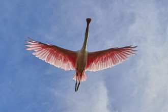 Roseate spoonbill from below in flight against deep blue sky, wings wide open, Roseate spoonbill
