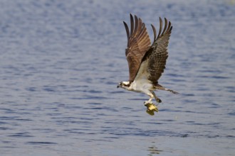 An osprey flies over the water with a fish in its talons, its wings outstretched, Osprey (Pandion