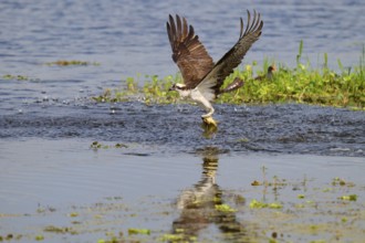 An osprey takes off from the water surface with a fish in its talons, Osprey (Pandion haliaetus),