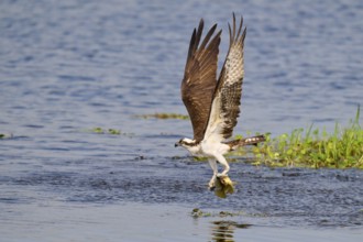 A flying osprey with a prey fish in its talons above the water surface, Osprey (Pandion haliaetus),