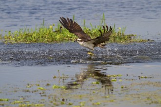 An osprey rises from the water with its prey, a fish, while its wings are spread, Osprey (Pandion