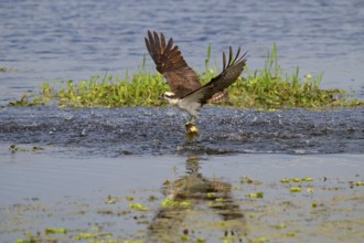 An osprey catches a fish from the water with outstretched wings and specular reflection, Osprey