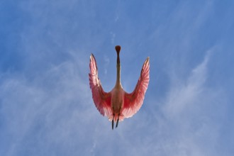 Roseate spoonbill with outspread wings against blue sky with light clouds, roseate spoonbill (Ajaja