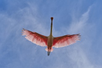 Dynamic image of a flying roseate spoonbill in the sky, live pink and white wings, roseate