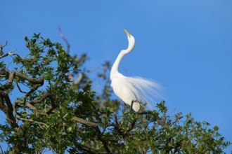 A white heron sits elegantly on a tree against a blue sky, Great Egret (Egretta alba), spring, St.