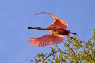 Roseate spoonbill in flight over trees under blue sky, pink wings spread, roseate spoonbill (Ajaja