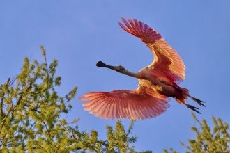 Flying roseate spoonbill with spread wings, bright colours in the evening sky, roseate spoonbill