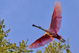 Roseate spoonbill in flight over treetops against a blue sky, illuminated by evening light, Roseate