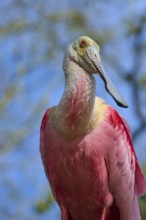 Close-up of a roseate spoonbill with vivid pink plumage, natural background, roseate spoonbill