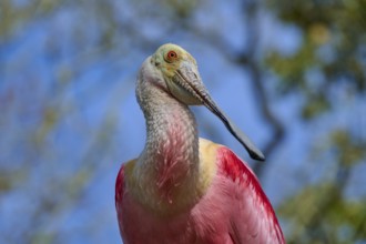 Roseate spoonbill bird in front of blurred background, vivid pink and beige plumage colours, clear