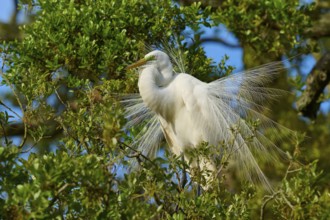 A white heron with impressive plumage in a tree, Great Egret (Egretta alba), spring, St. Augustine,