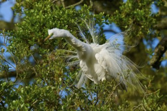 A white heron with spread feathers in the branches, Great Egret (Egretta alba), spring, St.