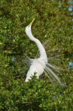 A white heron with spread feathers sitting in the green foliage, Great Egret (Egretta alba),