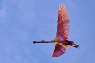 Roseate spoonbill flying high in the sky with wide spread pink wings, clear blue backdrop, Roseate