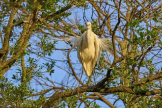 A white egret stands quietly on a branch, surrounded by trees, Great Egret (Egretta alba), spring,