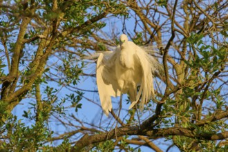 A heron displays its plumage on a branch in the morning sun, Great Egret (Egretta alba), spring, St