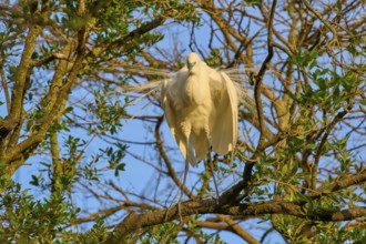 A heron with magnificent feathers sitting on a branch in the light, Great Egret (Egretta alba),