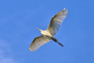 A heron with wide-spread wings in the deep blue sky, Great Egret (Egretta alba), spring, St.