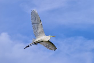 A bird in elegant flight against a blue sky, Great Egret (Egretta alba), spring, St. Augustine,