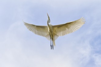A heron soars gracefully high in the sky, Great Egret (Egretta alba), spring, St. Augustine,