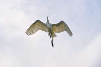 A white heron flies gracefully with outstretched wings in the sky, Great Egret (Egretta alba),