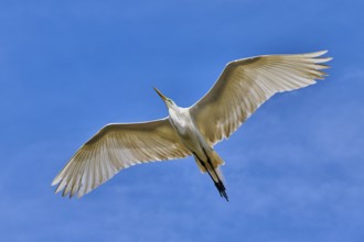 A white heron flies gracefully with outstretched wings in the sky, Great Egret (Egretta alba),